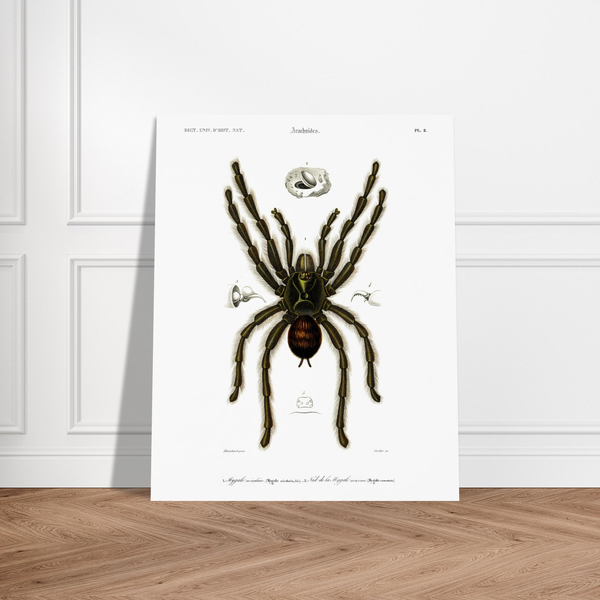 Planche d'arachnologie ancienne : Mygale aviculaire. Planche d'arachnologie du XIXe siècle représentant une mygale aviculaire (Mygale avicularia), avec des détails anatomiques. Image d'illustration 6