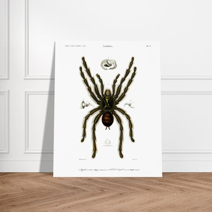Planche d'arachnologie ancienne : Mygale aviculaire. Planche d'arachnologie du XIXe siècle représentant une mygale aviculaire (Mygale avicularia), avec des détails anatomiques. Image d'illustration 6