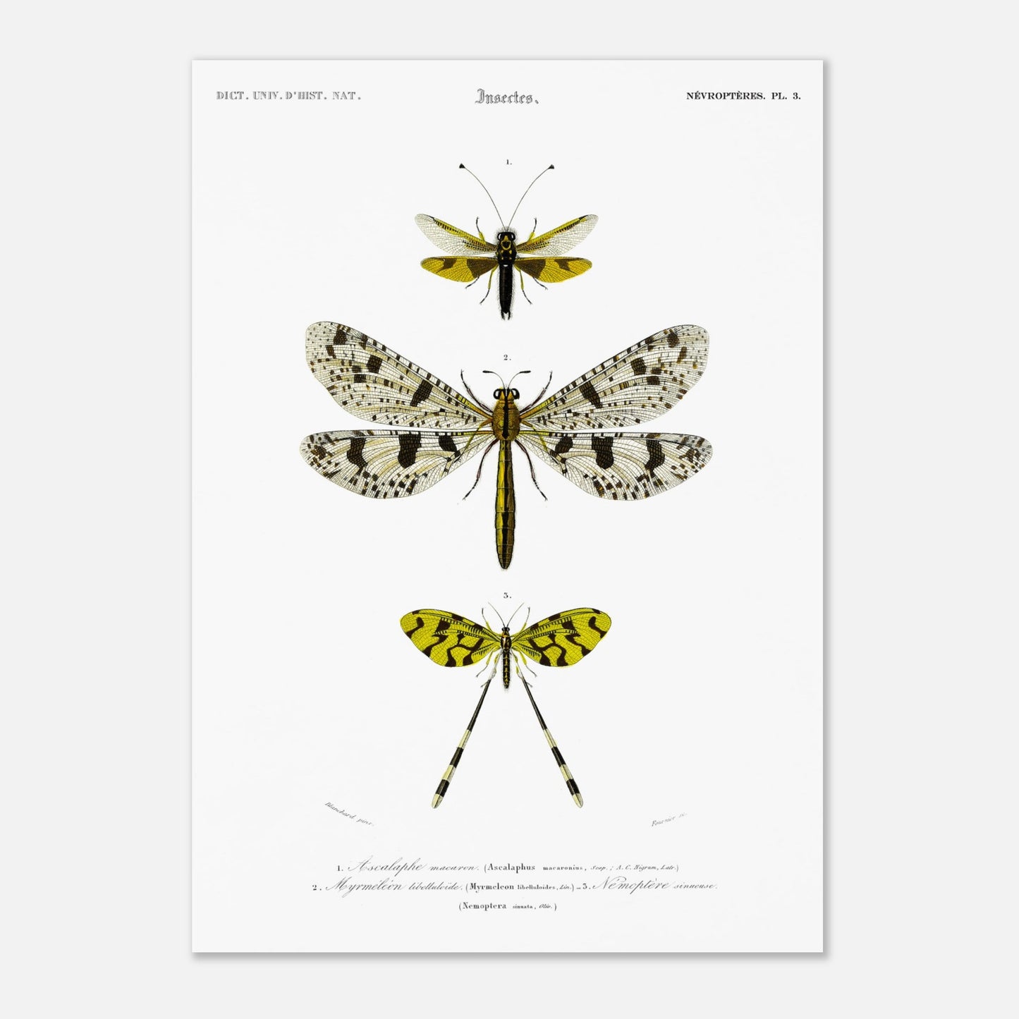 Planche naturaliste : Ascalaphe macaron et névroptères par Charles d'Orbigny (29,7x42 cm (A3)). Gravure scientifique illustrant trois insectes de l'ordre des névroptères, dont un Ascalaphe macaron et un myrméléon libelluloïde.