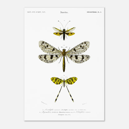 Planche naturaliste : Ascalaphe macaron et névroptères par Charles d'Orbigny (29,7x42 cm (A3)). Gravure scientifique illustrant trois insectes de l'ordre des névroptères, dont un Ascalaphe macaron et un myrméléon libelluloïde.