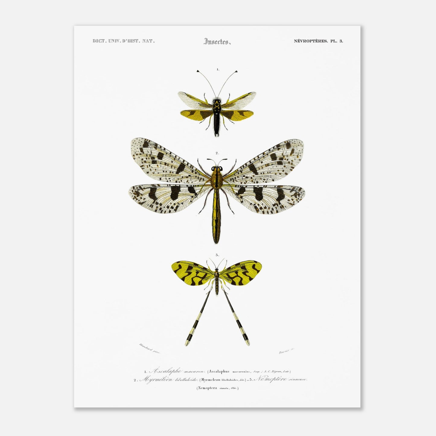 Planche naturaliste : Ascalaphe macaron et névroptères par Charles d'Orbigny (30x40 cm). Gravure scientifique illustrant trois insectes de l'ordre des névroptères, dont un Ascalaphe macaron et un myrméléon libelluloïde.