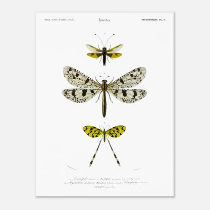 Planche naturaliste : Ascalaphe macaron et névroptères par Charles d'Orbigny (30x40 cm). Gravure scientifique illustrant trois insectes de l'ordre des névroptères, dont un Ascalaphe macaron et un myrméléon libelluloïde.