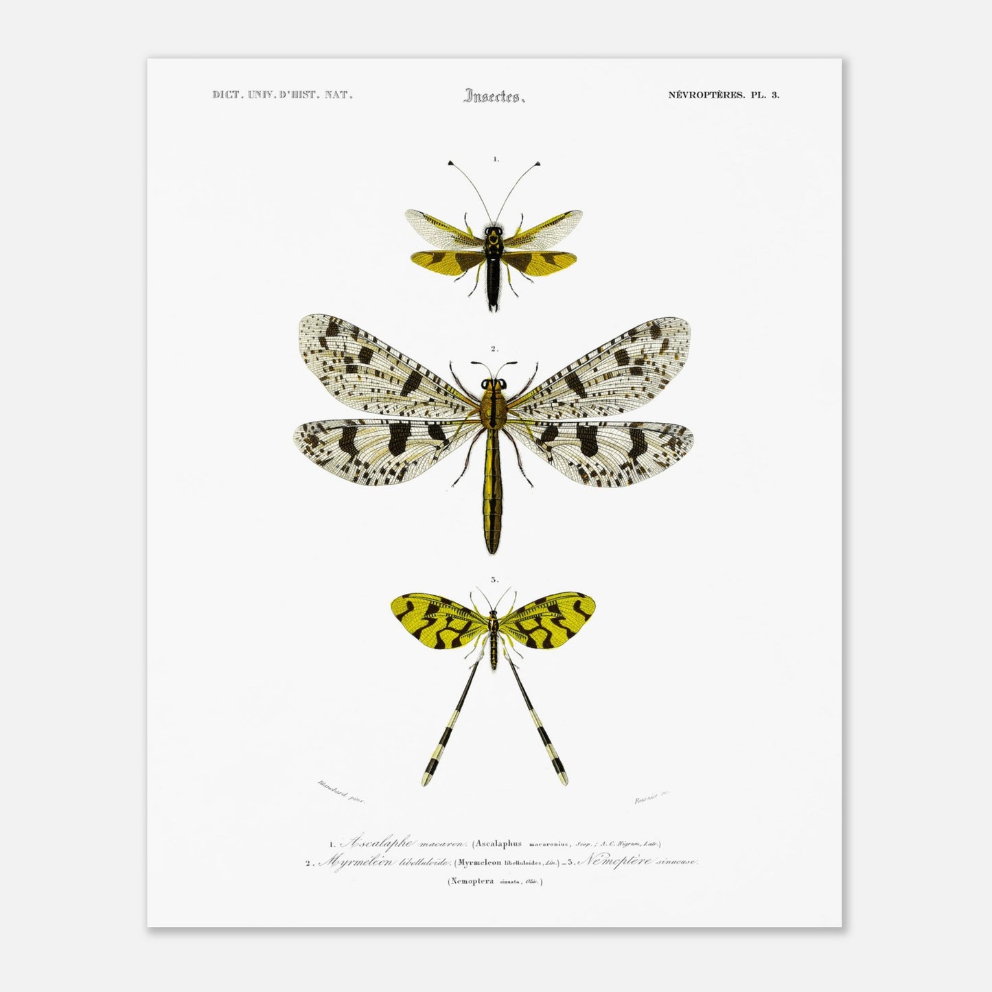 Planche naturaliste : Ascalaphe macaron et névroptères par Charles d'Orbigny (40x50 cm). Gravure scientifique illustrant trois insectes de l'ordre des névroptères, dont un Ascalaphe macaron et un myrméléon libelluloïde.