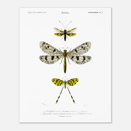 Planche naturaliste : Ascalaphe macaron et névroptères par Charles d'Orbigny (40x50 cm). Gravure scientifique illustrant trois insectes de l'ordre des névroptères, dont un Ascalaphe macaron et un myrméléon libelluloïde.