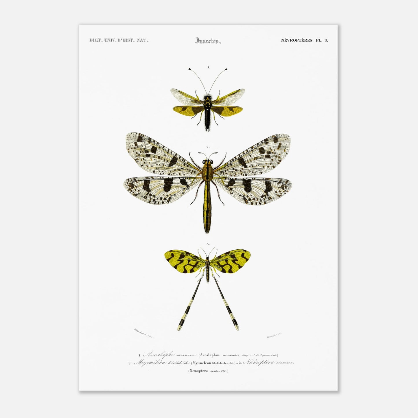Planche naturaliste : Ascalaphe macaron et névroptères par Charles d'Orbigny (42x59,4 cm (A2)). Gravure scientifique illustrant trois insectes de l'ordre des névroptères, dont un Ascalaphe macaron et un myrméléon libelluloïde.
