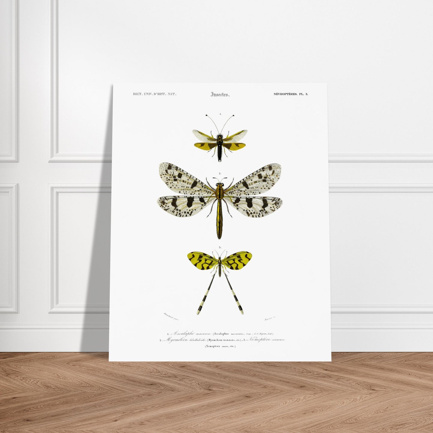 Planche naturaliste : Ascalaphe macaron et névroptères par Charles d'Orbigny. Gravure scientifique illustrant trois insectes de l'ordre des névroptères, dont un Ascalaphe macaron et un myrméléon libelluloïde. Image d'illustration 5
