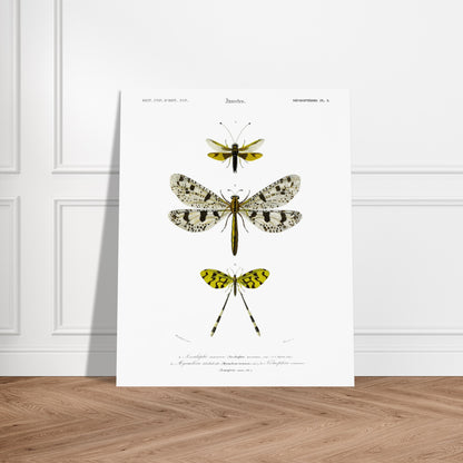 Planche naturaliste : Ascalaphe macaron et névroptères par Charles d'Orbigny. Gravure scientifique illustrant trois insectes de l'ordre des névroptères, dont un Ascalaphe macaron et un myrméléon libelluloïde. Image d'illustration 5