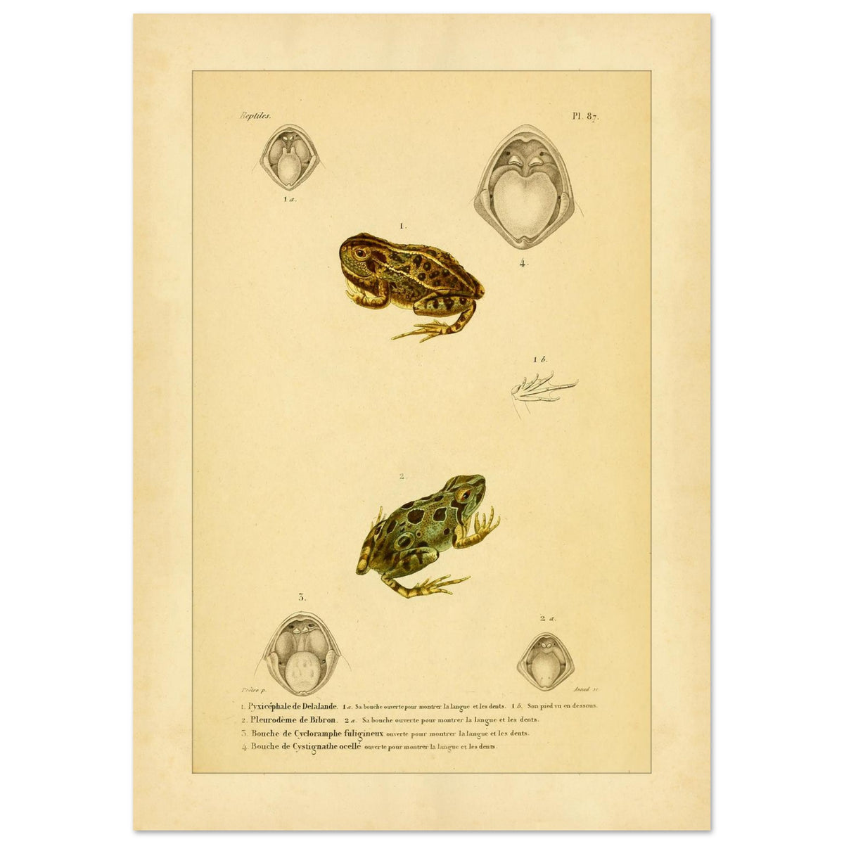 Wissenschaftliche Tafel von Amphibien: Delalandes Pyxicephalus, Bibrons Cystignathus u.a. (21x29,7 cm (A4)). Wissenschaftliche Tafel mit einem Delalande-Pyxicephalus und einem Bibron-Pleurodema sowie Detailansichten ihrer Mäuler.