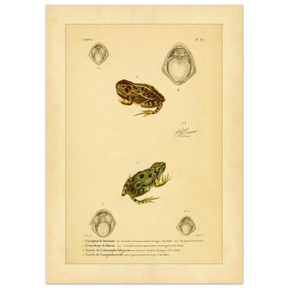Wissenschaftliche Tafel von Amphibien: Delalandes Pyxicephalus, Bibrons Cystignathus u.a. (21x29,7 cm (A4)). Wissenschaftliche Tafel mit einem Delalande-Pyxicephalus und einem Bibron-Pleurodema sowie Detailansichten ihrer Mäuler.