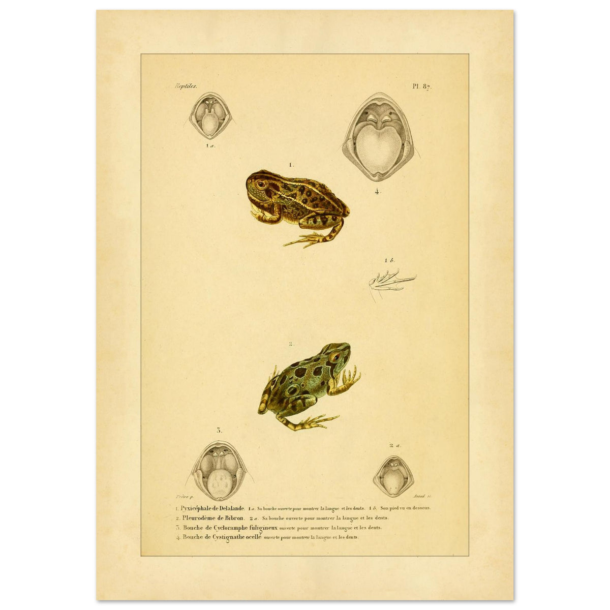 Wissenschaftliche Tafel von Amphibien: Delalandes Pyxicephalus, Bibrons Cystignathus u.a. (29,7x42 cm (A3)). Wissenschaftliche Tafel mit einem Delalande-Pyxicephalus und einem Bibron-Pleurodema sowie Detailansichten ihrer Mäuler.