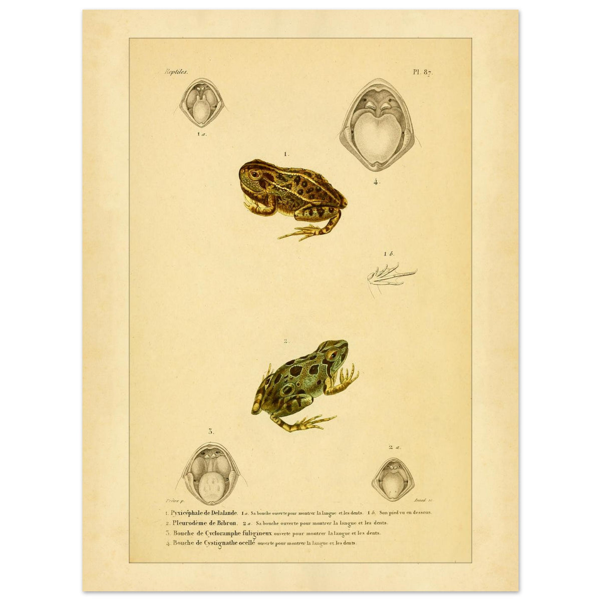 Wissenschaftliche Tafel von Amphibien: Delalandes Pyxicephalus, Bibrons Cystignathus u.a. (30x40 cm). Wissenschaftliche Tafel mit einem Delalande-Pyxicephalus und einem Bibron-Pleurodema sowie Detailansichten ihrer Mäuler.