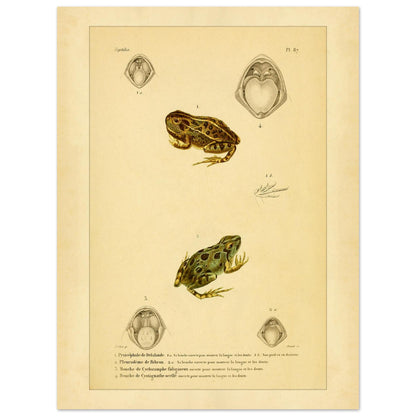 Wissenschaftliche Tafel von Amphibien: Delalandes Pyxicephalus, Bibrons Cystignathus u.a. (30x40 cm). Wissenschaftliche Tafel mit einem Delalande-Pyxicephalus und einem Bibron-Pleurodema sowie Detailansichten ihrer Mäuler.