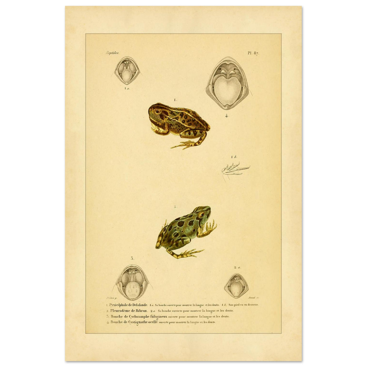 Wissenschaftliche Tafel von Amphibien: Delalandes Pyxicephalus, Bibrons Cystignathus u.a. (40x60 cm). Wissenschaftliche Tafel mit einem Delalande-Pyxicephalus und einem Bibron-Pleurodema sowie Detailansichten ihrer Mäuler.