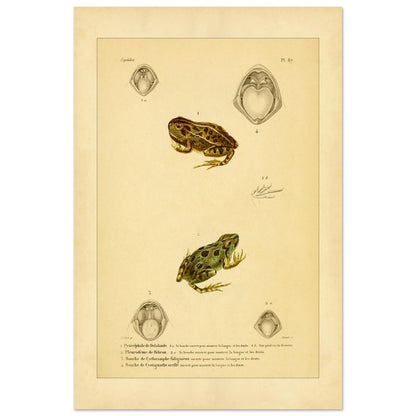 Wissenschaftliche Tafel von Amphibien: Delalandes Pyxicephalus, Bibrons Cystignathus u.a. (40x60 cm). Wissenschaftliche Tafel mit einem Delalande-Pyxicephalus und einem Bibron-Pleurodema sowie Detailansichten ihrer Mäuler.