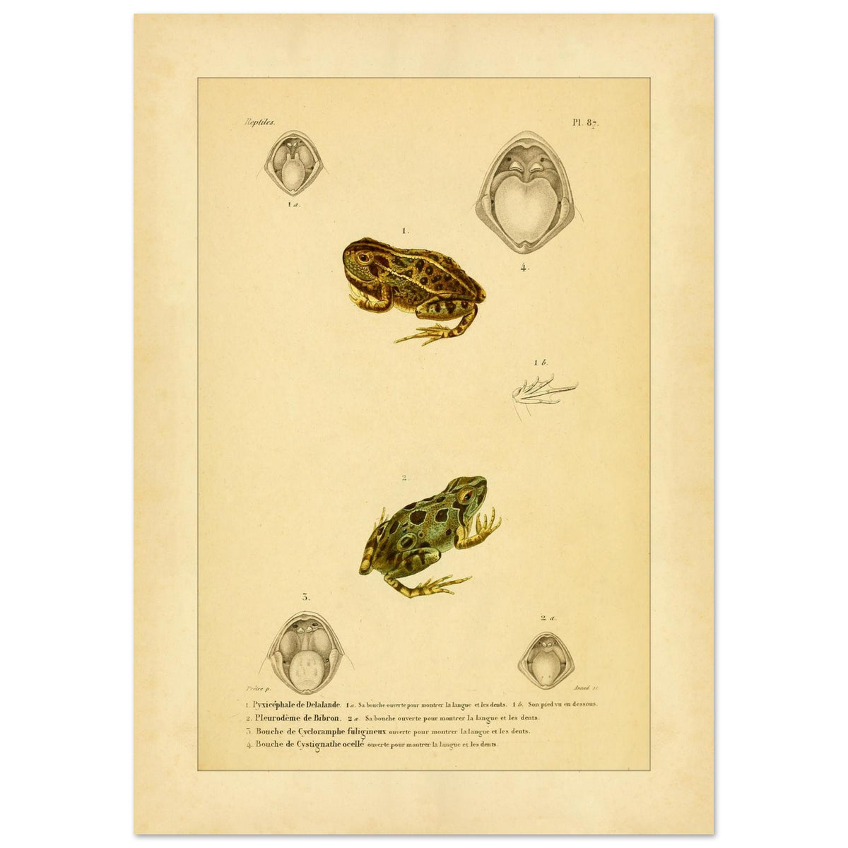Wissenschaftliche Tafel von Amphibien: Delalandes Pyxicephalus, Bibrons Cystignathus u.a. (42x59,4 cm (A2)). Wissenschaftliche Tafel mit einem Delalande-Pyxicephalus und einem Bibron-Pleurodema sowie Detailansichten ihrer Mäuler.