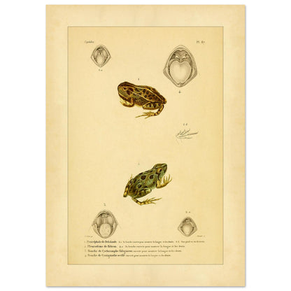 Wissenschaftliche Tafel von Amphibien: Delalandes Pyxicephalus, Bibrons Cystignathus u.a. (42x59,4 cm (A2)). Wissenschaftliche Tafel mit einem Delalande-Pyxicephalus und einem Bibron-Pleurodema sowie Detailansichten ihrer Mäuler.