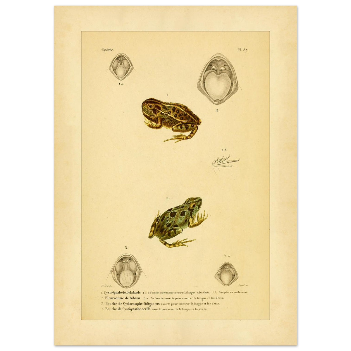 Wissenschaftliche Tafel von Amphibien: Delalandes Pyxicephalus, Bibrons Cystignathus u.a. (50x70 cm). Wissenschaftliche Tafel mit einem Delalande-Pyxicephalus und einem Bibron-Pleurodema sowie Detailansichten ihrer Mäuler.
