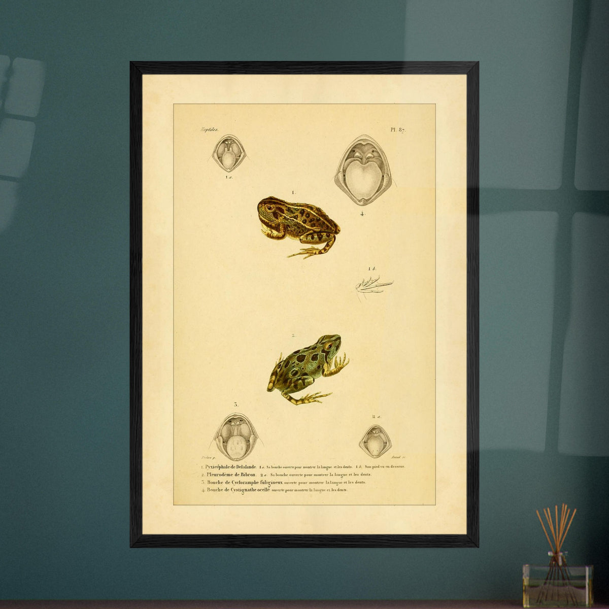 Wissenschaftliche Tafel von Amphibien: Delalandes Pyxicephalus, Bibrons Cystignathus u.a.. Wissenschaftliche Tafel mit einem Delalande-Pyxicephalus und einem Bibron-Pleurodema sowie Detailansichten ihrer Mäuler.
