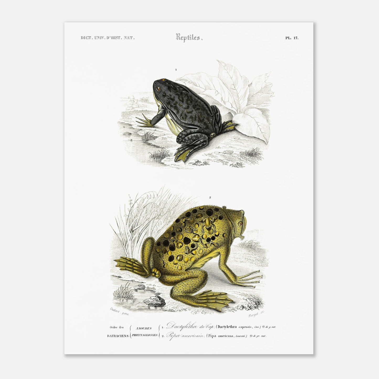 Planche de batraciens : Dactylèthre du Cap et Pipa americana — Dictionnaire d'Orbigny (30x40 cm). Planche herpétologique du Dictionnaire Universel d'Histoire Naturelle de Charles d'Orbigny, représentant un Dactylèthre du Cap (Dactylethra capensis) et un Pipa americana.
