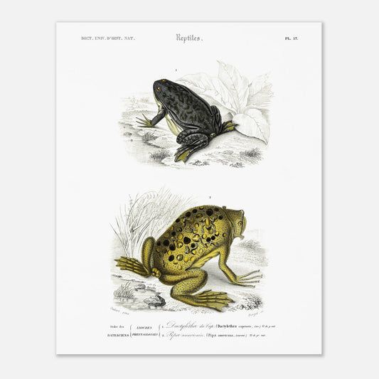 Planche de batraciens : Dactylèthre du Cap et Pipa americana — Dictionnaire d'Orbigny (40x50 cm). Planche herpétologique du Dictionnaire Universel d'Histoire Naturelle de Charles d'Orbigny, représentant un Dactylèthre du Cap (Dactylethra capensis) et un Pipa americana.