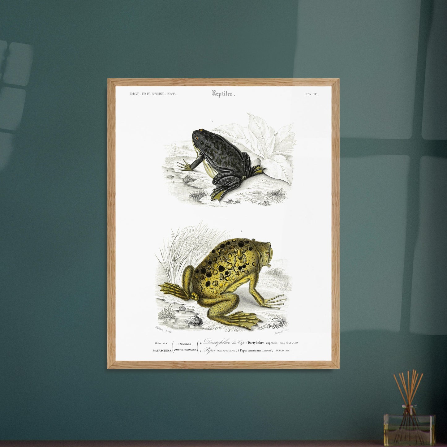 Planche de batraciens : Dactylèthre du Cap et Pipa americana — Dictionnaire d'Orbigny. Planche herpétologique du Dictionnaire Universel d'Histoire Naturelle de Charles d'Orbigny, représentant un Dactylèthre du Cap (Dactylethra capensis) et un Pipa americana. Image d'illustration 5