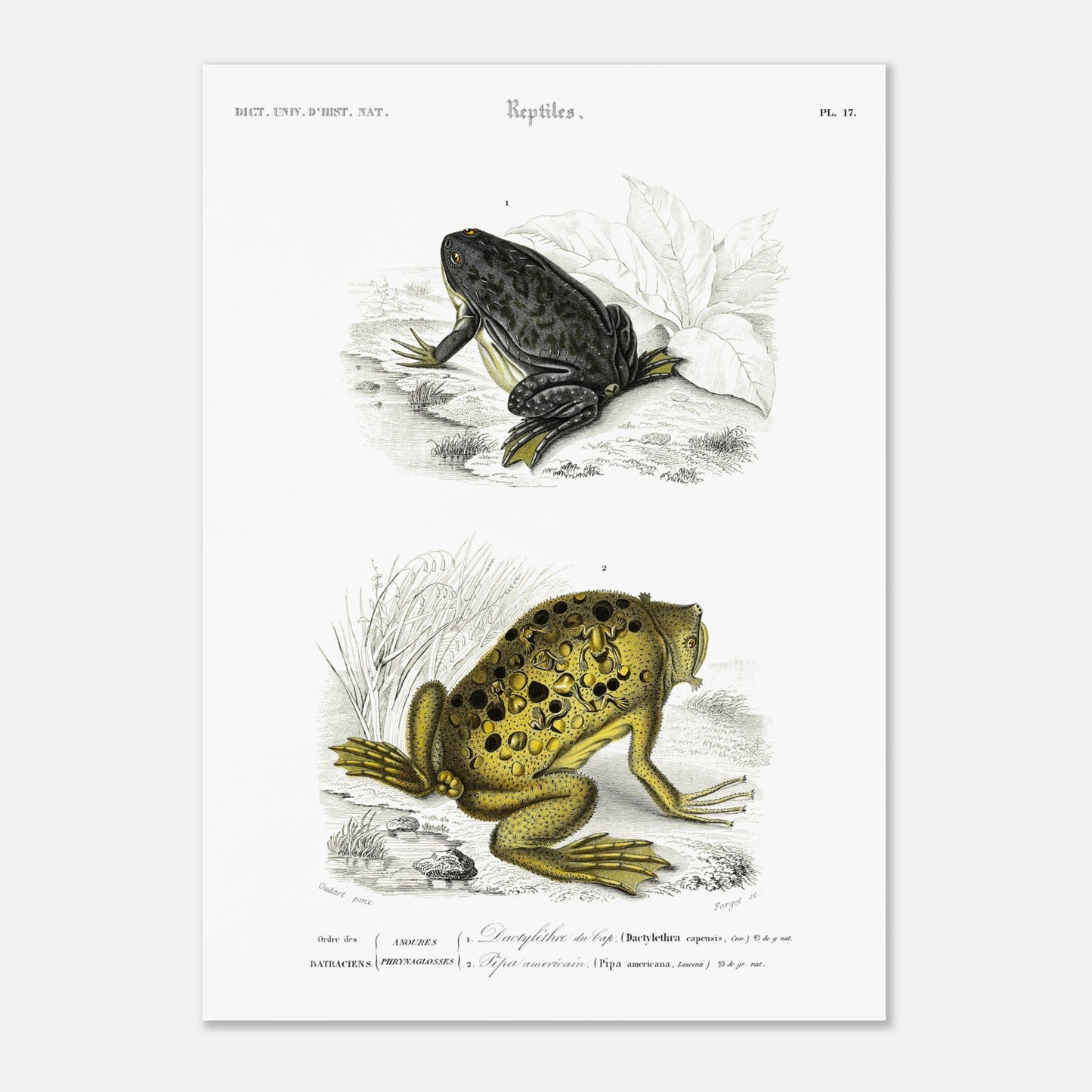 Planche de batraciens : Dactylèthre du Cap et Pipa americana — Dictionnaire d'Orbigny (50x70 cm). Planche herpétologique du Dictionnaire Universel d'Histoire Naturelle de Charles d'Orbigny, représentant un Dactylèthre du Cap (Dactylethra capensis) et un Pipa americana.