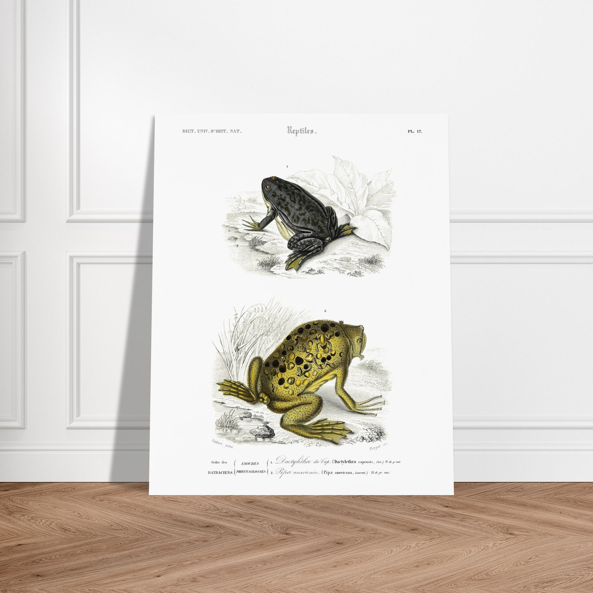 Planche de batraciens : Dactylèthre du Cap et Pipa americana — Dictionnaire d'Orbigny. Planche herpétologique du Dictionnaire Universel d'Histoire Naturelle de Charles d'Orbigny, représentant un Dactylèthre du Cap (Dactylethra capensis) et un Pipa americana. Image d'illustration 6
