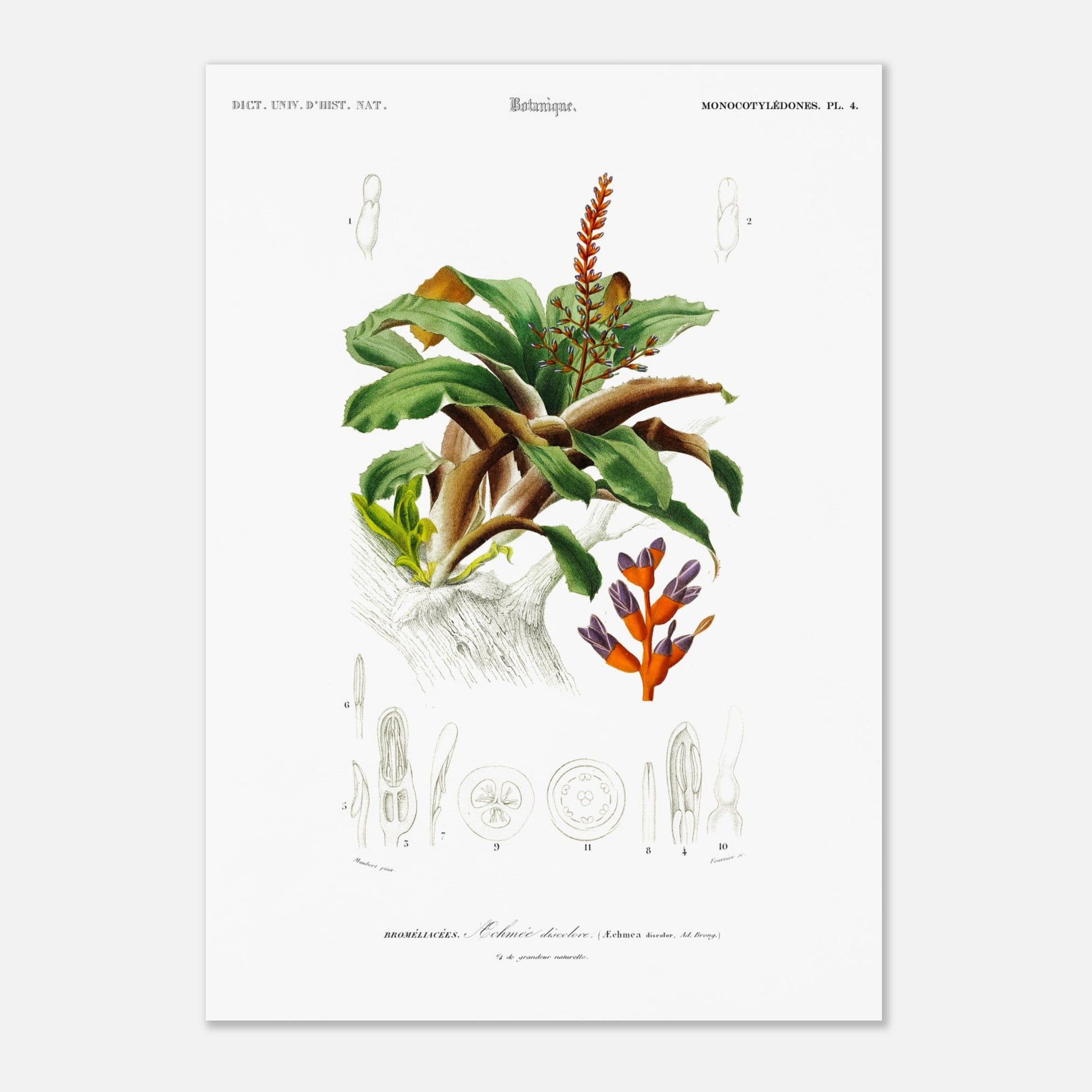 Planche botanique de l'Æchmea discolor : Illustration ancienne (29,7x42 cm (A3)). Planche botanique ancienne du Dictionnaire Universel d'Histoire Naturelle présentant l'Æchmea discolor, une plante ornementale avec des détails de ses fleurs et feuilles.