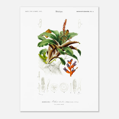 Planche botanique de l'Æchmea discolor : Illustration ancienne (30x40 cm). Planche botanique ancienne du Dictionnaire Universel d'Histoire Naturelle présentant l'Æchmea discolor, une plante ornementale avec des détails de ses fleurs et feuilles.