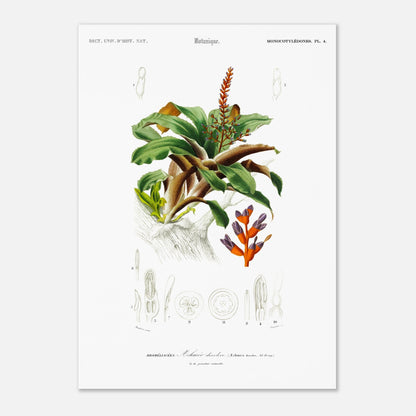 Planche botanique de l'Æchmea discolor : Illustration ancienne (42x59,4 cm (A2)). Planche botanique ancienne du Dictionnaire Universel d'Histoire Naturelle présentant l'Æchmea discolor, une plante ornementale avec des détails de ses fleurs et feuilles.