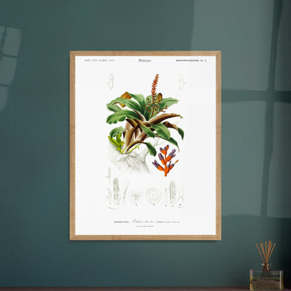 Planche botanique de l'Æchmea discolor : Illustration ancienne. Planche botanique ancienne du Dictionnaire Universel d'Histoire Naturelle présentant l'Æchmea discolor, une plante ornementale avec des détails de ses fleurs et feuilles. Image d'illustration 5