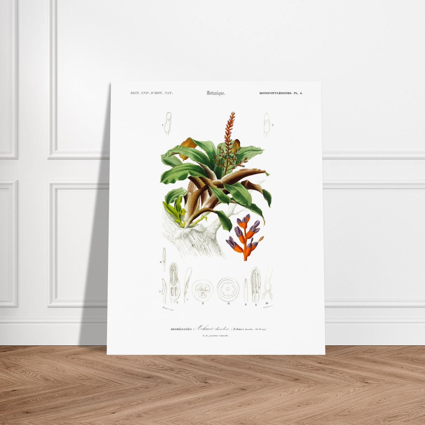 Planche botanique de l'Æchmea discolor : Illustration ancienne. Planche botanique ancienne du Dictionnaire Universel d'Histoire Naturelle présentant l'Æchmea discolor, une plante ornementale avec des détails de ses fleurs et feuilles. Image d'illustration 6