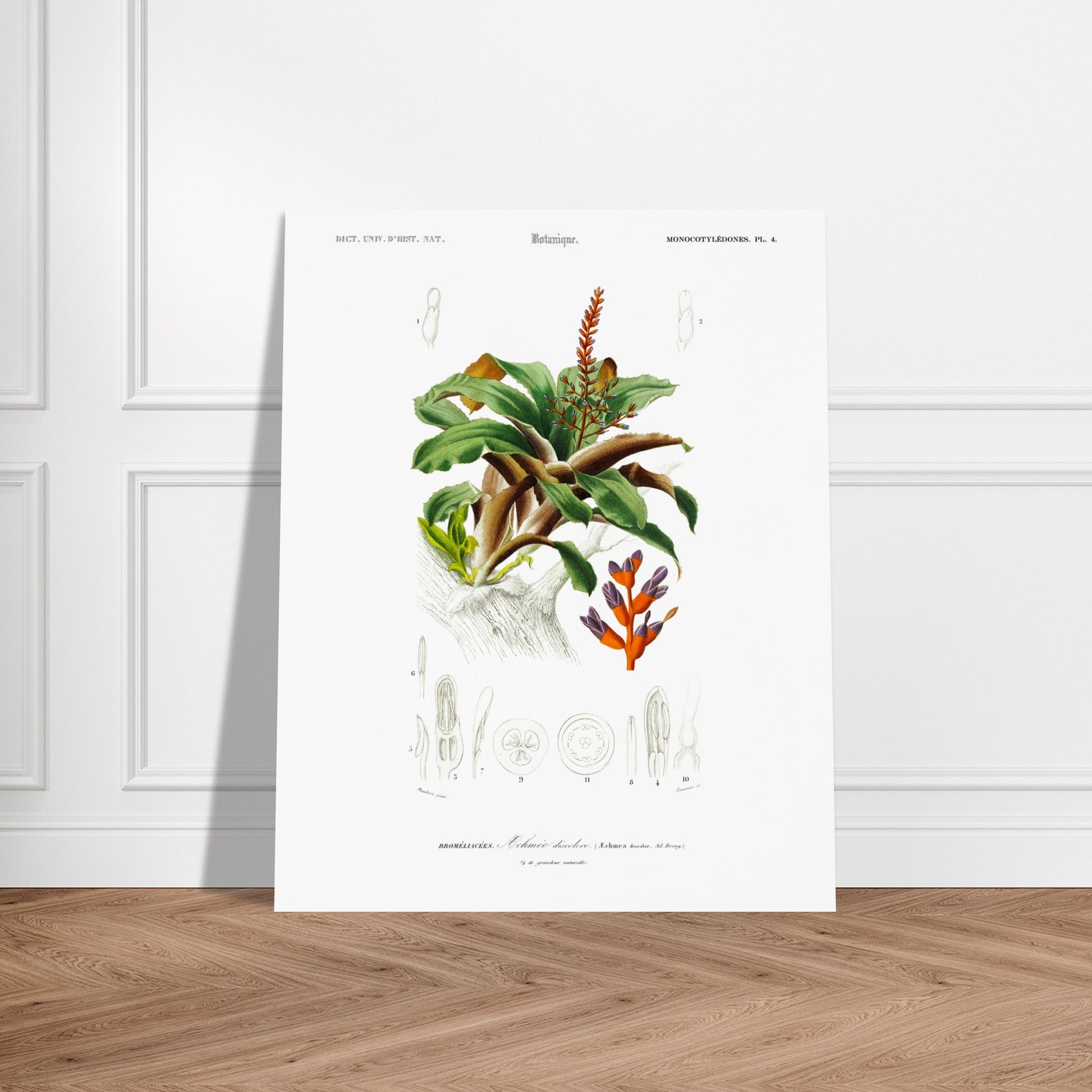 Planche botanique de l'Æchmea discolor : Illustration ancienne. Planche botanique ancienne du Dictionnaire Universel d'Histoire Naturelle présentant l'Æchmea discolor, une plante ornementale avec des détails de ses fleurs et feuilles. Image d'illustration 6