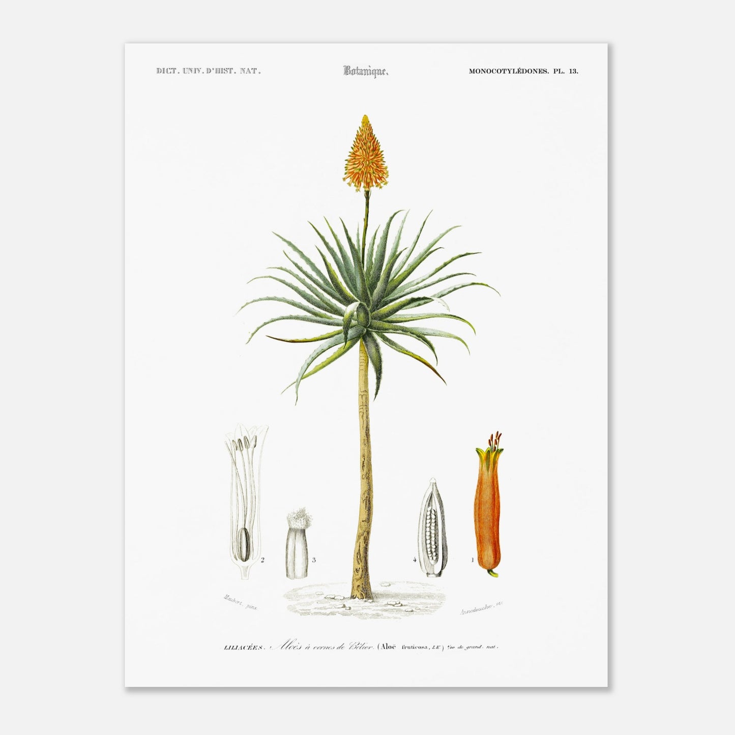 Planche botanique de l'Aloès à cornes de bélier - Charles d'Orbigny (30x40 cm). Illustration botanique du XIXe siècle représentant un aloès à cornes de bélier, avec des détails de sa fleur, de son fruit et de sa section transversale.