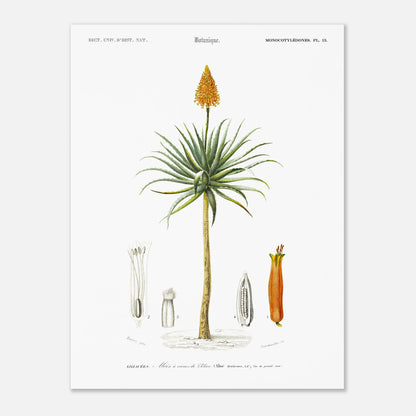 Planche botanique de l'Aloès à cornes de bélier - Charles d'Orbigny (30x40 cm). Illustration botanique du XIXe siècle représentant un aloès à cornes de bélier, avec des détails de sa fleur, de son fruit et de sa section transversale.
