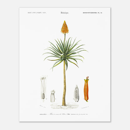Planche botanique de l'Aloès à cornes de bélier - Charles d'Orbigny (40x50 cm). Illustration botanique du XIXe siècle représentant un aloès à cornes de bélier, avec des détails de sa fleur, de son fruit et de sa section transversale.