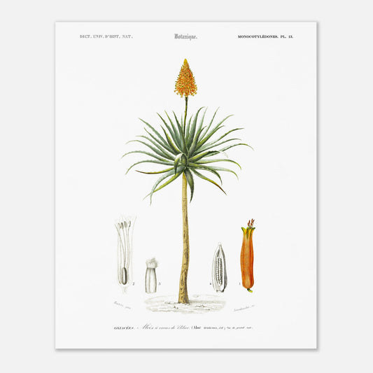 Planche botanique de l'Aloès à cornes de bélier - Charles d'Orbigny (40x50 cm). Illustration botanique du XIXe siècle représentant un aloès à cornes de bélier, avec des détails de sa fleur, de son fruit et de sa section transversale.