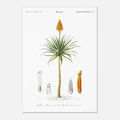 Planche botanique de l'Aloès à cornes de bélier - Charles d'Orbigny (42x59,4 cm (A2)). Illustration botanique du XIXe siècle représentant un aloès à cornes de bélier, avec des détails de sa fleur, de son fruit et de sa section transversale.