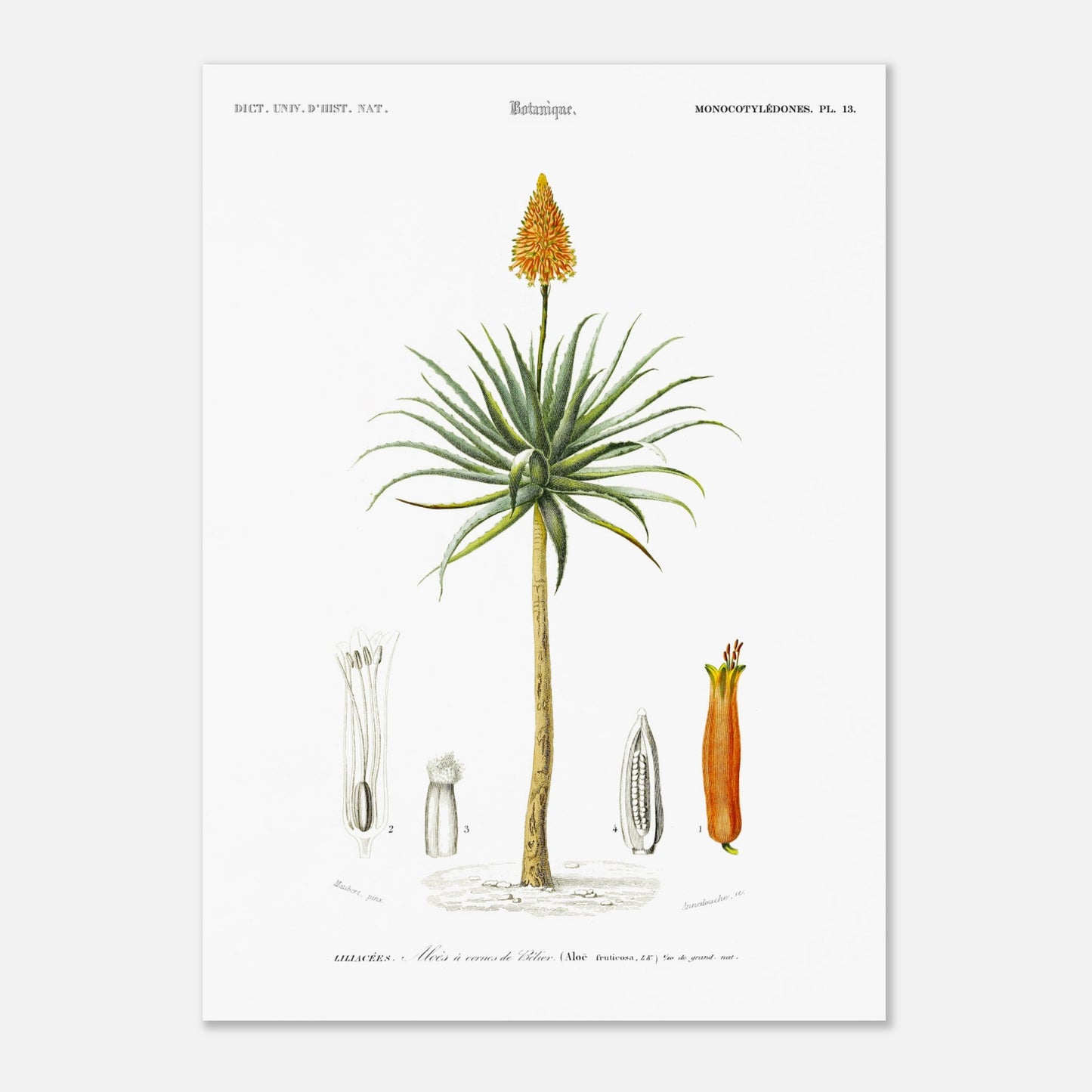 Planche botanique de l'Aloès à cornes de bélier - Charles d'Orbigny (50x70 cm). Illustration botanique du XIXe siècle représentant un aloès à cornes de bélier, avec des détails de sa fleur, de son fruit et de sa section transversale.