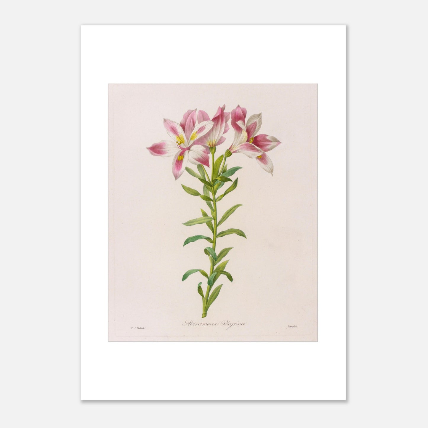 Planche botanique Alstroemeria Pelegrina par Pierre-Joseph Redouté (21x29,7 cm (A4)). Illustration botanique par Pierre-Joseph Redouté représentant des fleurs d'Alstroemeria Pelegrina, de couleur rose et blanche avec des touches de jaune, sur une tige verte avec des feuilles. La gravure est sur fond clair, avec des signatures.
