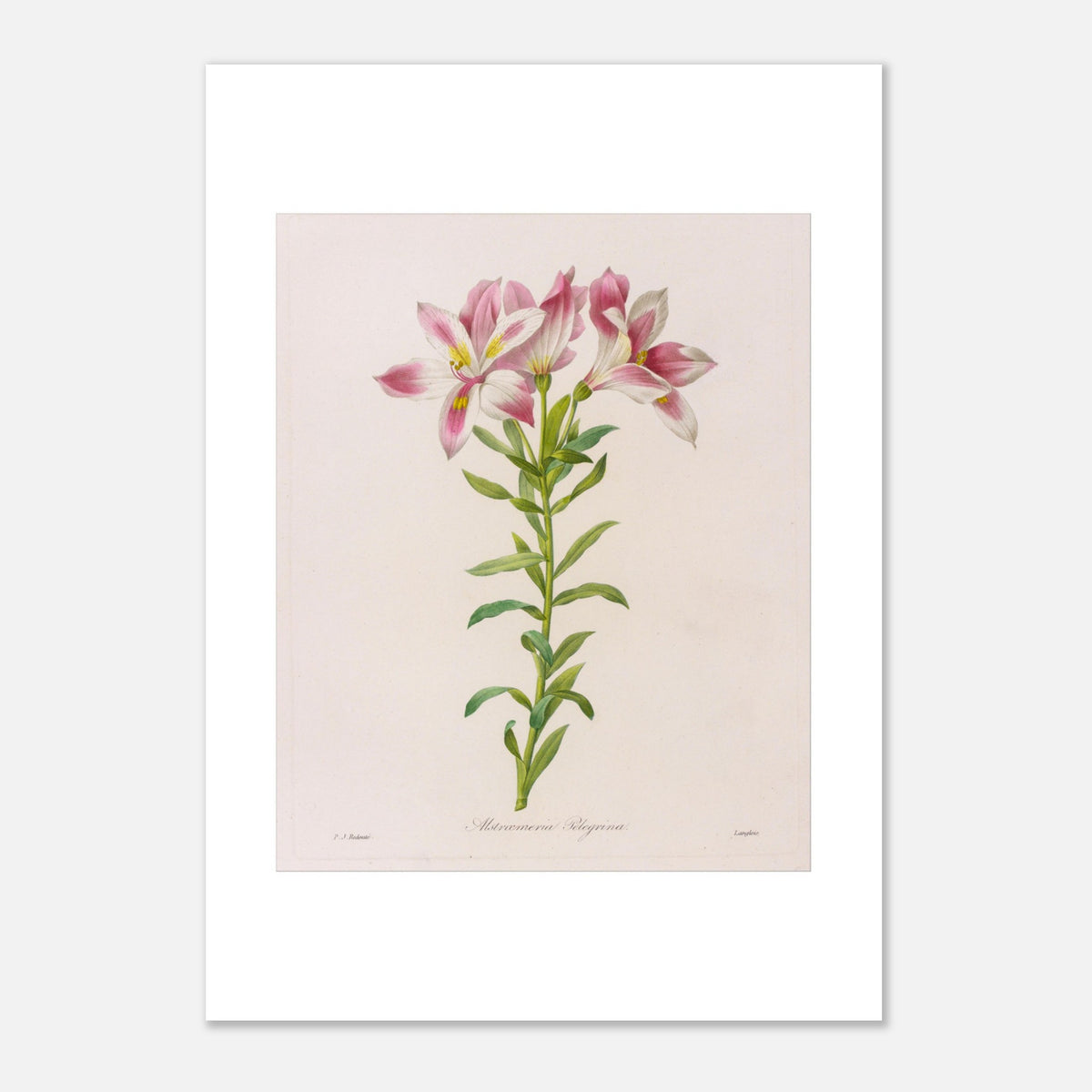 Alstroemeria Pelegrina Botanical Plate by Pierre-Joseph Redouté (21x29,7 cm (A4) / 8.3x11.7″). Botanical illustration by Pierre-Joseph Redouté depicting Alstroemeria Pelegrina flowers, pink and white with touches of yellow, on a green stem with leaves. The engraving is on a light background, with signatures.