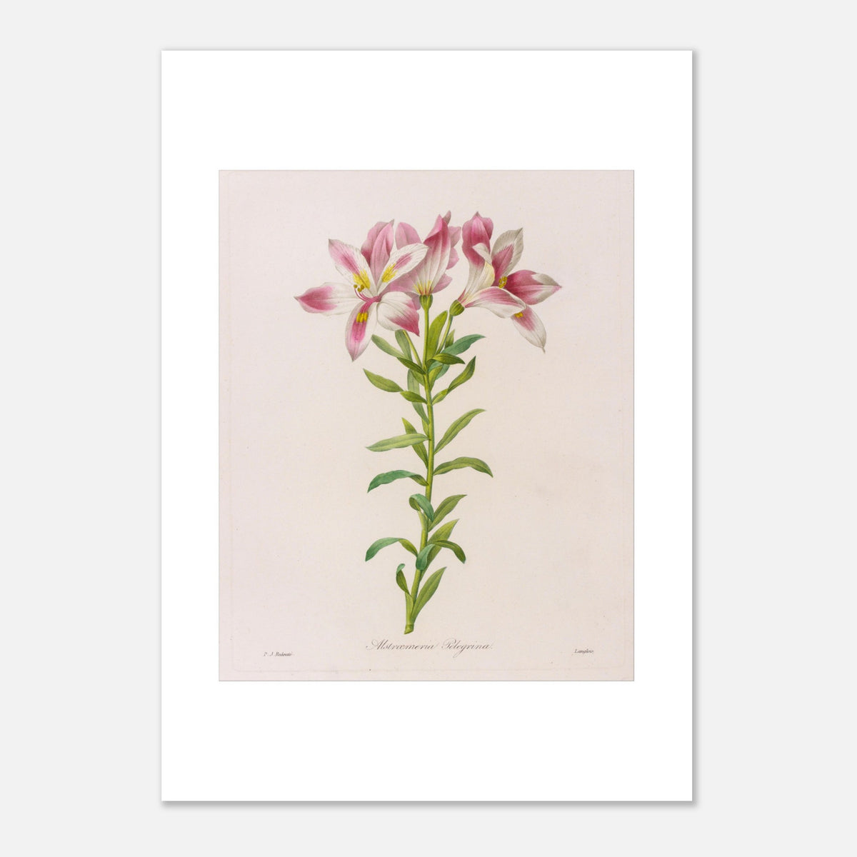 Alstroemeria Pelegrina Botanical Plate by Pierre-Joseph Redouté (29,7x42 cm (A3) / 11.7x16.5″). Botanical illustration by Pierre-Joseph Redouté depicting Alstroemeria Pelegrina flowers, pink and white with touches of yellow, on a green stem with leaves. The engraving is on a light background, with signatures.
