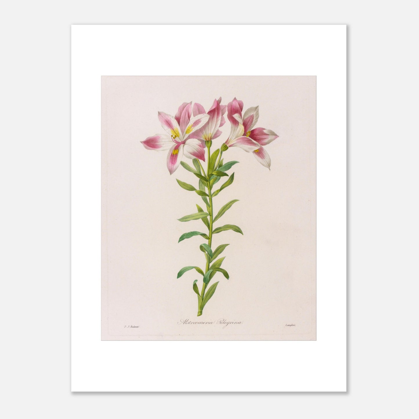 Planche botanique Alstroemeria Pelegrina par Pierre-Joseph Redouté (30x40 cm). Illustration botanique par Pierre-Joseph Redouté représentant des fleurs d'Alstroemeria Pelegrina, de couleur rose et blanche avec des touches de jaune, sur une tige verte avec des feuilles. La gravure est sur fond clair, avec des signatures.