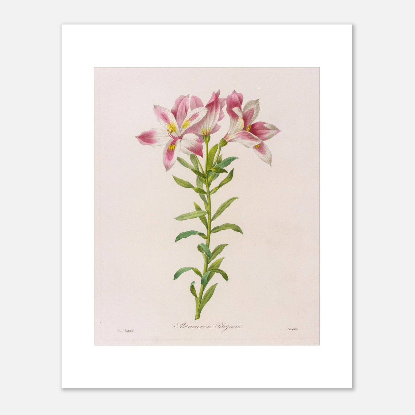 Planche botanique Alstroemeria Pelegrina par Pierre-Joseph Redouté (40x50 cm). Illustration botanique par Pierre-Joseph Redouté représentant des fleurs d'Alstroemeria Pelegrina, de couleur rose et blanche avec des touches de jaune, sur une tige verte avec des feuilles. La gravure est sur fond clair, avec des signatures.