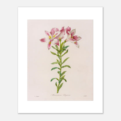 Planche botanique Alstroemeria Pelegrina par Pierre-Joseph Redouté (40x50 cm). Illustration botanique par Pierre-Joseph Redouté représentant des fleurs d'Alstroemeria Pelegrina, de couleur rose et blanche avec des touches de jaune, sur une tige verte avec des feuilles. La gravure est sur fond clair, avec des signatures.