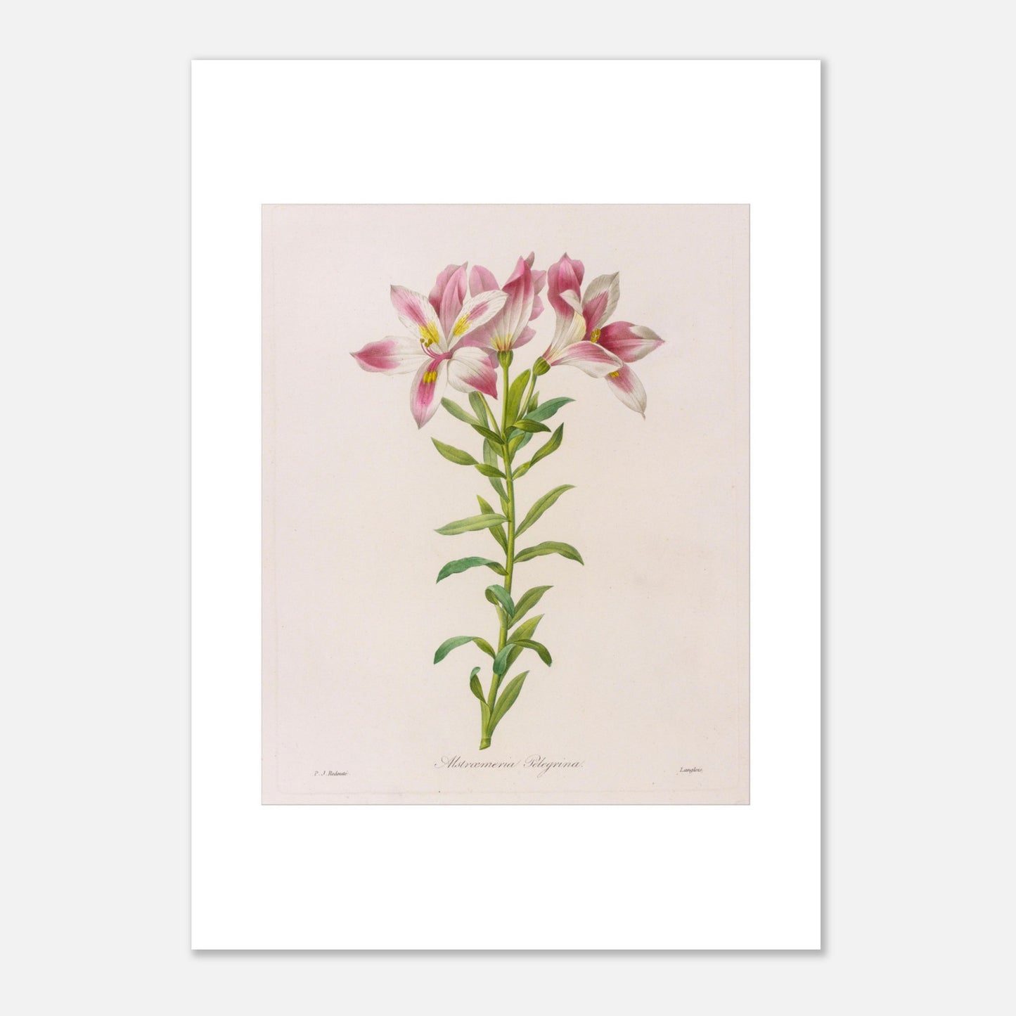 Planche botanique Alstroemeria Pelegrina par Pierre-Joseph Redouté (42x59,4 cm (A2)). Illustration botanique par Pierre-Joseph Redouté représentant des fleurs d'Alstroemeria Pelegrina, de couleur rose et blanche avec des touches de jaune, sur une tige verte avec des feuilles. La gravure est sur fond clair, avec des signatures.