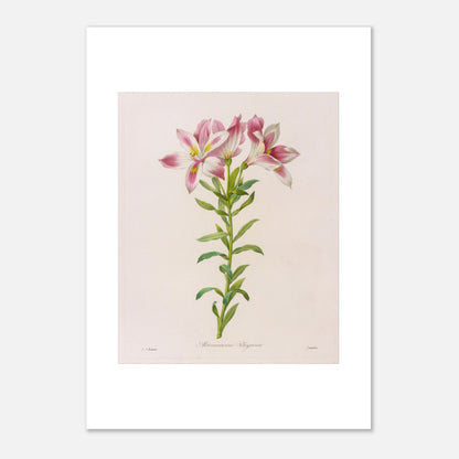 Planche botanique Alstroemeria Pelegrina par Pierre-Joseph Redouté (42x59,4 cm (A2)). Illustration botanique par Pierre-Joseph Redouté représentant des fleurs d'Alstroemeria Pelegrina, de couleur rose et blanche avec des touches de jaune, sur une tige verte avec des feuilles. La gravure est sur fond clair, avec des signatures.