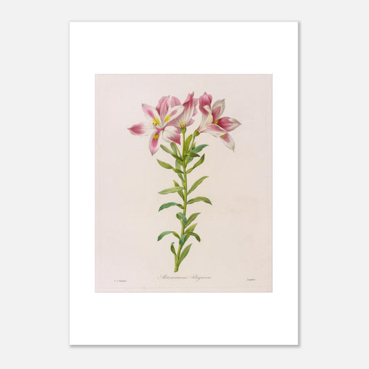 Planche botanique Alstroemeria Pelegrina par Pierre-Joseph Redouté (42x59,4 cm (A2)). Illustration botanique par Pierre-Joseph Redouté représentant des fleurs d'Alstroemeria Pelegrina, de couleur rose et blanche avec des touches de jaune, sur une tige verte avec des feuilles. La gravure est sur fond clair, avec des signatures.
