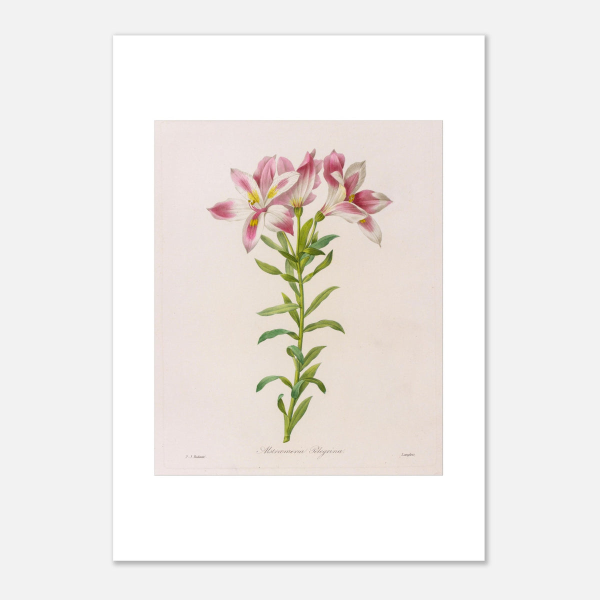 Alstroemeria Pelegrina Botanical Plate by Pierre-Joseph Redouté (42x59,4 cm (A2) / 16.5x23.4″). Botanical illustration by Pierre-Joseph Redouté depicting Alstroemeria Pelegrina flowers, pink and white with touches of yellow, on a green stem with leaves. The engraving is on a light background, with signatures.