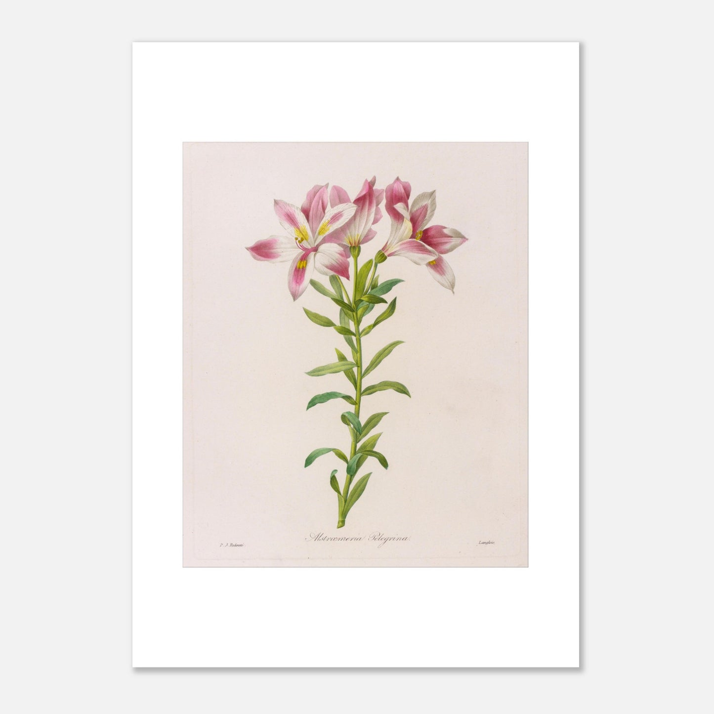 Planche botanique Alstroemeria Pelegrina par Pierre-Joseph Redouté (50x70 cm). Illustration botanique par Pierre-Joseph Redouté représentant des fleurs d'Alstroemeria Pelegrina, de couleur rose et blanche avec des touches de jaune, sur une tige verte avec des feuilles. La gravure est sur fond clair, avec des signatures.